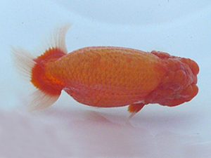 福島らんちゅう会　取締一　広田光規