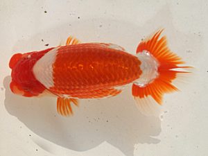 桑名愛錦会　東大関　野口　弘　半田市