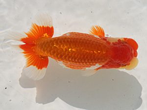 桑名愛錦会　立行司　中村　剛　四日市市