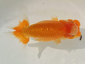 桑名愛錦会　東取締　近藤憲正　あま市