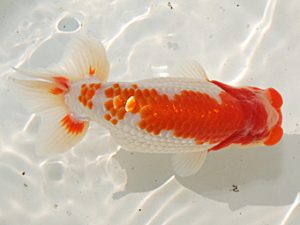 桑名愛錦会　西取締　小早川義幸　半田市