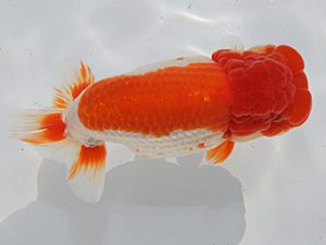 桑名愛錦会　東大関　立松大介　津島市