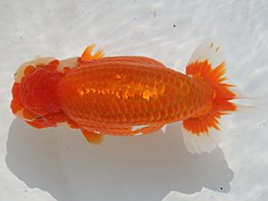 桑名愛錦会　西大関　舟田伸一　津市