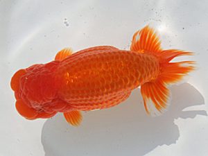 桑名愛錦会　東取締　出口智教　桑名