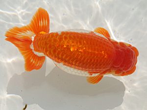 桑名愛錦会　西取締　立松大介　津島市