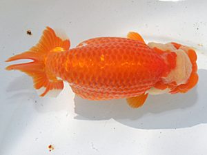 桑名愛錦会　東大関　浅野昌明　羽島市