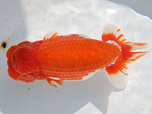 桑名愛錦会　西大関　谷地村政幸　東郷町