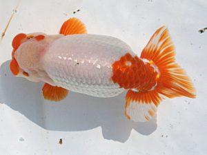 桑名愛錦会　立行司　野口　弘　半田市