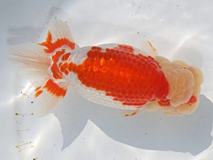 桑名愛錦会　東取締　舟田伸一　津市