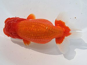 桑名愛錦会　西取締　石田光雄　清須市