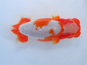 第60回日らん 東大関 吉村友良 静岡 第60回日らん 東大関 吉村友良 静岡