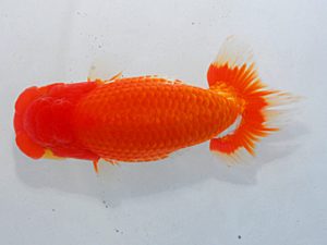 第60回日らん 勧進元二 城平秀樹 広島 第60回日らん 勧進元二 城平秀樹 広島