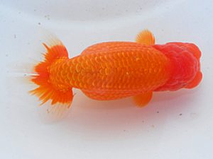 第60回日らん 行司一 藤野辰巳 佐賀 第60回日らん 行司一 藤野辰巳 佐賀