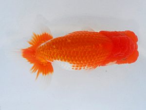 第60回日らん 行司二 田代史郎 岡山 第60回日らん 行司二 田代史郎 岡山