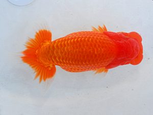 第60回日らん 行司三 白川成也 岡山 第60回日らん 行司三 白川成也 岡山