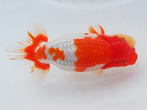 第60回日らん 脇行司二 白石友太朗 東京 第60回日らん 脇行司二 白石友太朗 東京