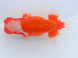 第60回日らん 西大関 安藤 寛 静岡 第60回日らん 西大関 安藤 寛 静岡