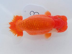 第60回日らん 立行司 田淵貴利 香川 第60回日らん 立行司 田淵貴利 香川