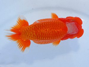 第60回日らん 取締一 加曽利敏幸 千葉 第60回日らん 取締一 加曽利敏幸 千葉