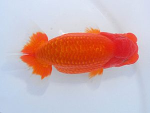 第60回日らん 取締二 輿石伸吾 宮城 第60回日らん 取締二 輿石伸吾 宮城