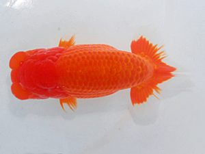 第60回日らん 西関脇 吉野美文 千葉 第60回日らん 西関脇 吉野美文 千葉