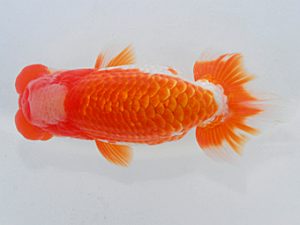 第60回日らん 西小結 安藤 寛 静岡 第60回日らん 西小結 安藤 寛 静岡