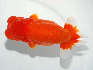 第61回日らん 東大関 齋藤一成 東京 第61回日らん 東大関 齋藤一成 東京