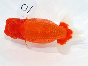 第60回日らん 勧進元一 中村朋孝 和歌山 第60回日らん 勧進元一 中村朋孝 和歌山