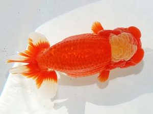 第60回日らん 勧進元二 林 達夫 愛知 第60回日らん 勧進元二 林 達夫 愛知