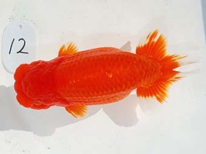 第60回日らん 行司一 南 信一郎 愛知 第60回日らん 行司一 南 信一郎 愛知