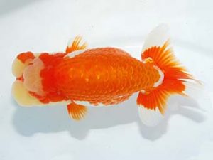 5第60回日らん 行司二 児玉敏行 静岡 第60回日らん 行司二 児玉敏行 静岡