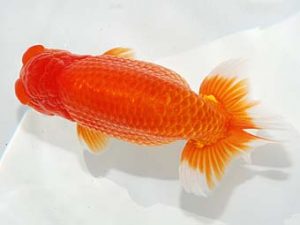 第60回日らん 行司三 野口 弘 愛知 第60回日らん 行司三 野口 弘 愛知