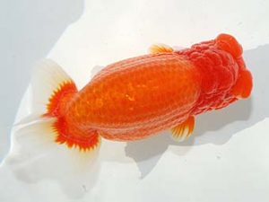 第60回日らん 脇行司一 目黒康弘 東京 第60回日らん 脇行司一 目黒康弘 東京