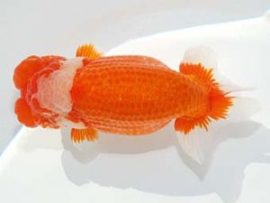 第60回日らん 脇行司二 栗山義明 東京 第60回日らん 脇行司二 栗山義明 東京