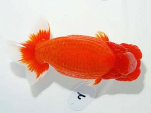 第61回日らん 西大関 大久保義彰 千葉 第61回日らん 西大関 大久保義彰 千葉