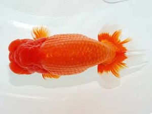 第61回日らん 立行司 高尾直美 岡山 第61回日らん 立行司 高尾直美 岡山