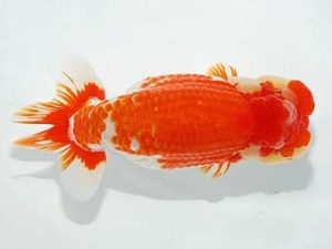 第61回日らん 取締一 児玉敏行 静岡 第61回日らん 取締一 児玉敏行 静岡