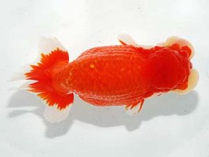 第61回日らん 取締二 荻谷冨士夫 茨城 第61回日らん 取締二 荻谷冨士夫 茨城