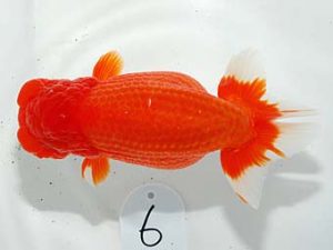 第60回日らん 東関脇 東 秀明 福岡 第60回日らん 東関脇 東 秀明 福岡