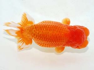 第60回日らん 西関脇 鈴木克己 静岡 第60回日らん 西関脇 鈴木克己 静岡