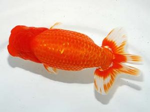 第60回日らん 東小結 大久保義彰 千葉 第60回日らん 東小結 大久保義彰 千葉