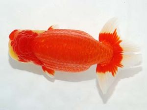 第60回日らん 西小結 因幡 偉 福岡 第60回日らん 西小結 因幡 偉 福岡