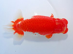 第61回日らん 東大関 山田芳人 愛知 第61回日らん 東大関 山田芳人 愛知