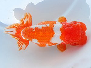 第61回日らん 勧進元二 安藤 寛 静岡 第61回日らん 勧進元二 安藤 寛 静岡