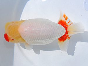 第61回日らん 行司一 中島健一郎 岡山 第61回日らん 行司一 中島健一郎 岡山