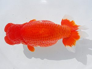 第61回日らん 行司三 荻谷冨士夫 茨城 第61回日らん 行司三 荻谷冨士夫 茨城