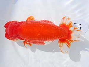 第61回日らん 脇行司一 有賀昌司 岐阜 第61回日らん 脇行司一 有賀昌司 岐阜