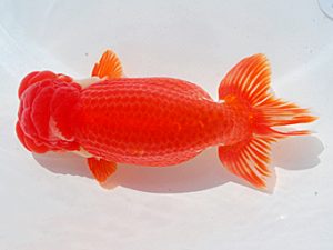 第61回日らん 脇行司二 坂牧直哉 新潟 第61回日らん 脇行司二 坂牧直哉 新潟