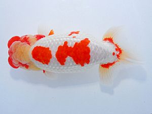 第61回日らん 立行司 林 政彦 広島 第61回日らん 立行司 林 政彦 広島