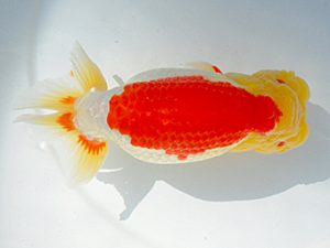 第61回日らん 取締一 三宅雅也 東京 第61回日らん 取締一 三宅雅也 東京